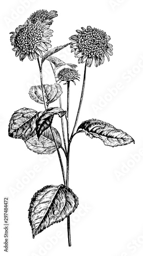 Flowering Branch of a Sunflower (Helianthus Decapetalus Multiflorus) vintage illustration. photo