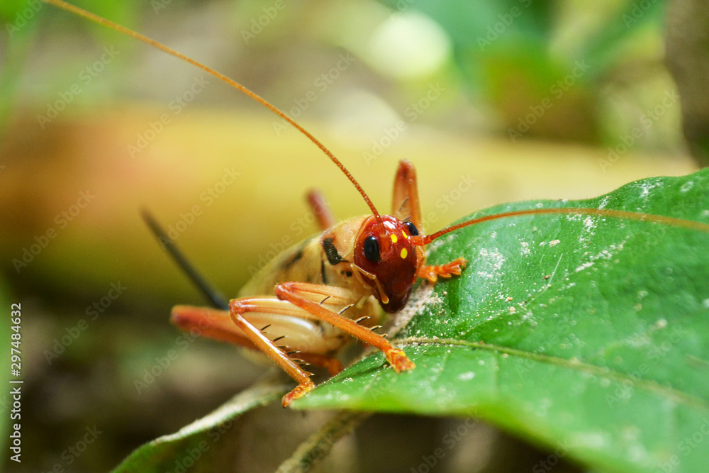 Cricket in the garden On the green leaves, plants Cricket in the garden On the green leaves, plants