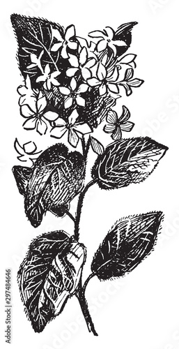 Arbutus vintage illustration.