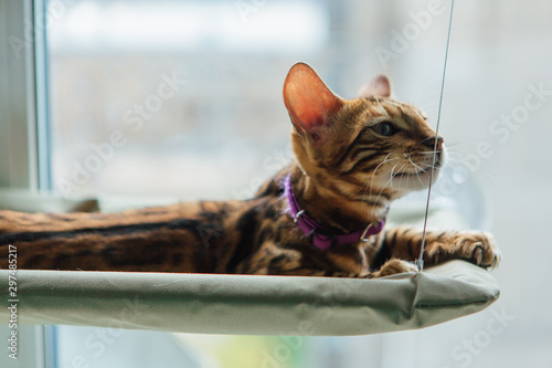Cute little bengal kitty cat laying on the cat's window bed watching on the street. © Smile