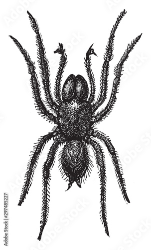 Atypus, vintage illustration. photo