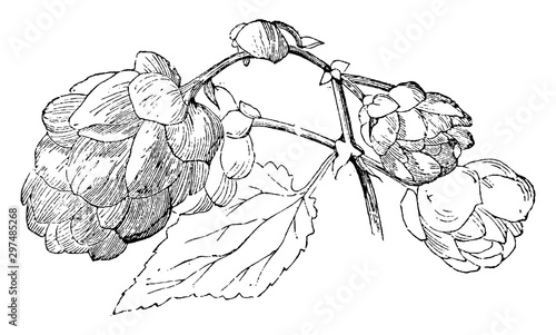 Portion of Female Inforlescence of Humulus Lupulus vintage illustration.