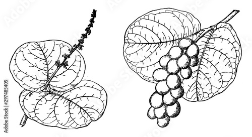 Branch of Sea Grape vintage illustration.
