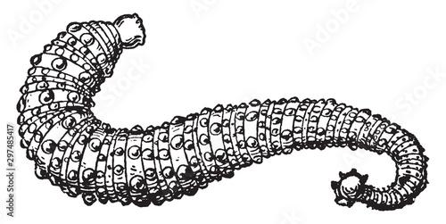Skate Leech, vintage illustration.
