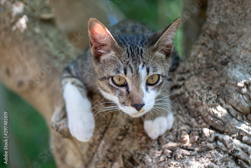 A striped Thai cat on the tree 