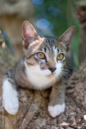 Wallpaper Mural A striped Thai cat on the tree  Torontodigital.ca