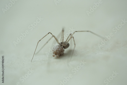Spider with eggs