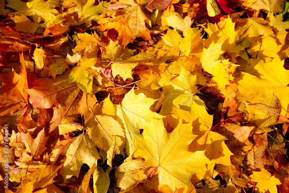 many bright fallen maple leaves, golden texture, background