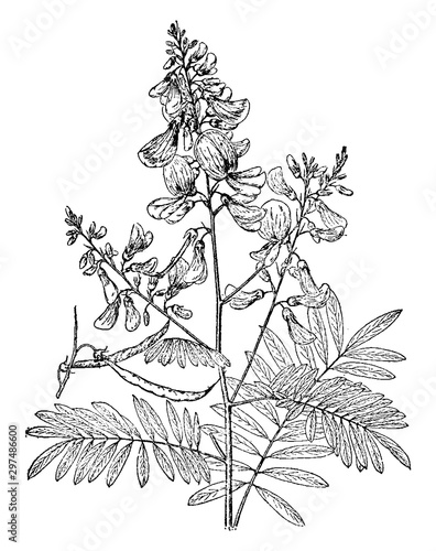 Tephrosia Macrantha vintage illustration. photo