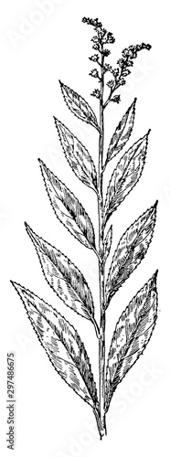 Ditch Stonecrop vintage illustration.