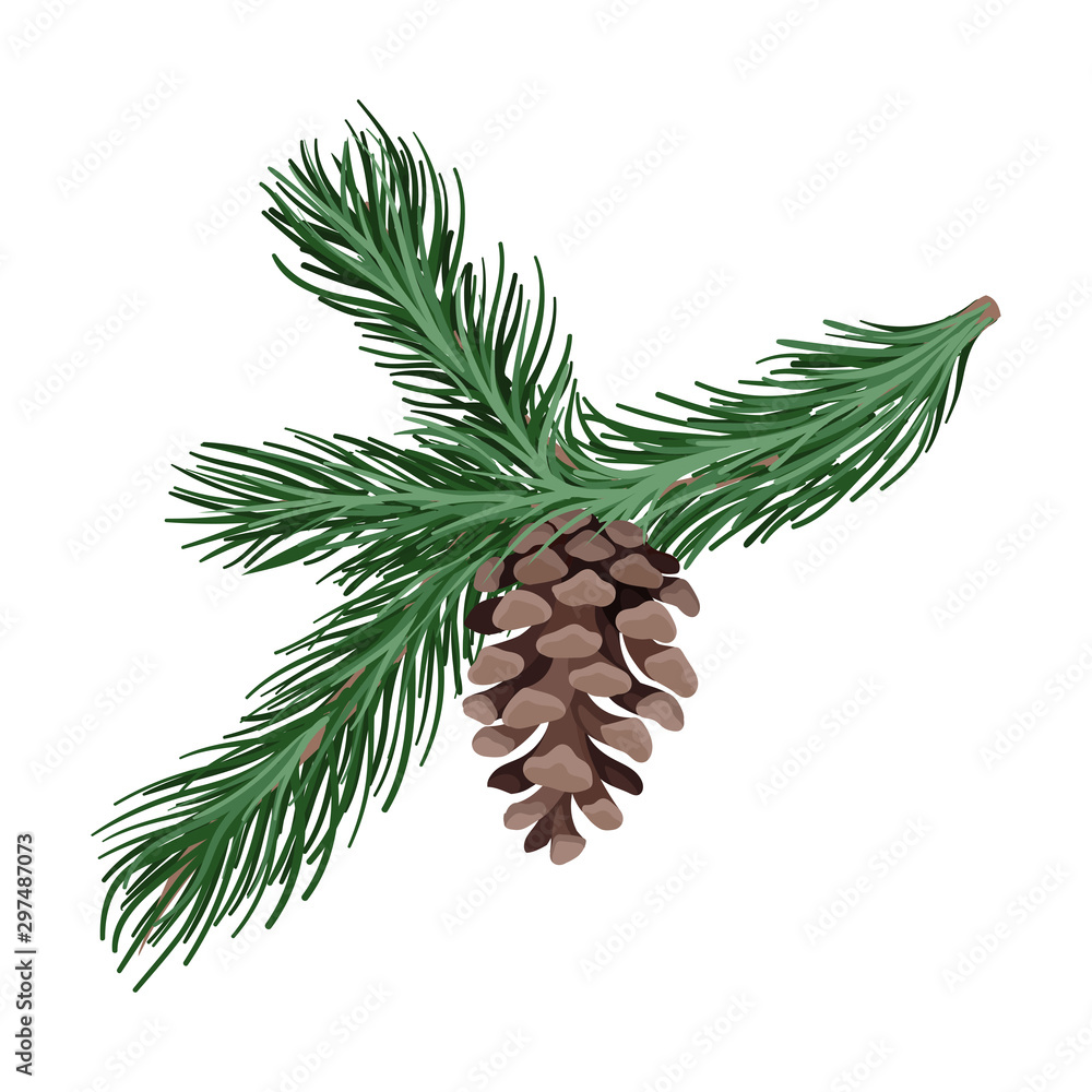 Branch of spruce with thick needles. Vector illustration. Branch of spruce with thick needles. Vector illustration.