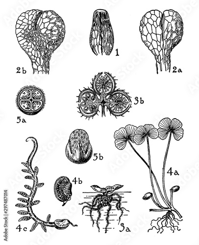 Schizaeaceae, Osmundaceae, Salviniaceae, and Marrsileaceae vintage illustration.