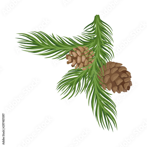 Spruce branch with two cones. Vector illustration.