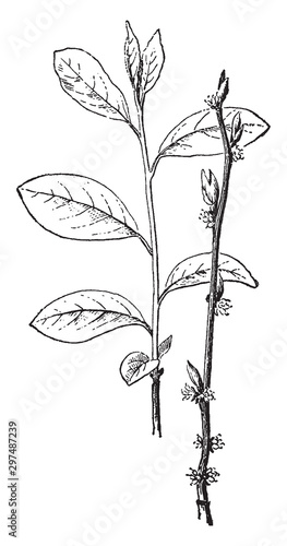 Benzoin Aestivale vintage illustration.