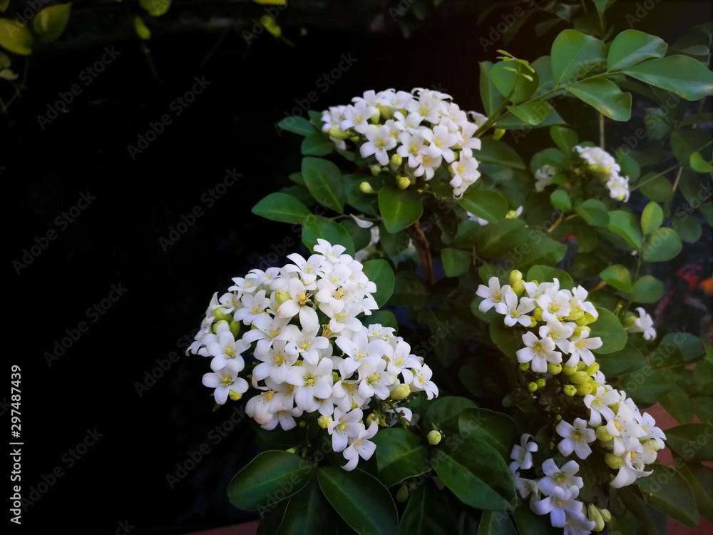 Murraya paniculata or name Orang Jessamine, China Box Tree, Andaman Satinwood, Chinese Box-wood with Clipping path for in front of bush. Murraya paniculata or name Orang Jessamine, China Box Tree, Andaman Satinwood, Chinese Box-wood with Clipping path for in front of bush.
