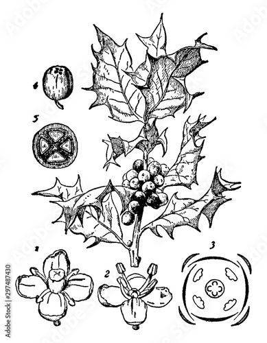 Holly vintage illustration.