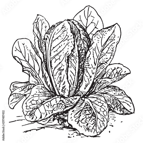 Cos Lettuce vintage illustration.