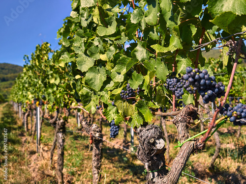 Weinbau