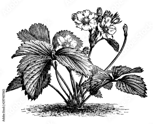 Strawberry Plant vintage illustration.