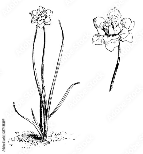 Habit and Detached Flower of Narcissus Incomparabilis Albidus Plenus vintage illustration. photo