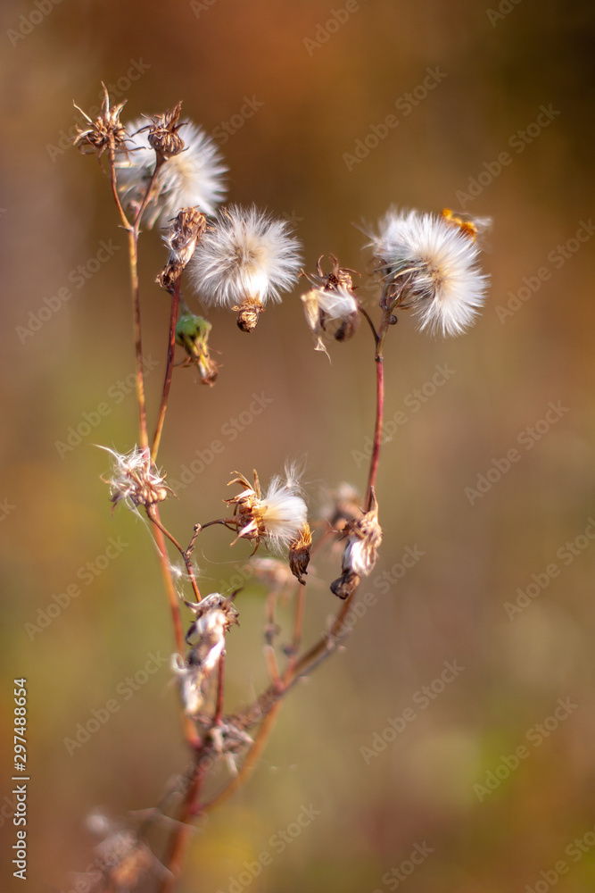 A plant similar to many dandelions on one stem with selective focus and a blurred background. Warm tone colors. Vertical. A plant similar to many dandelions on one stem with selective focus and a blurred background. Warm tone colors. Vertical.