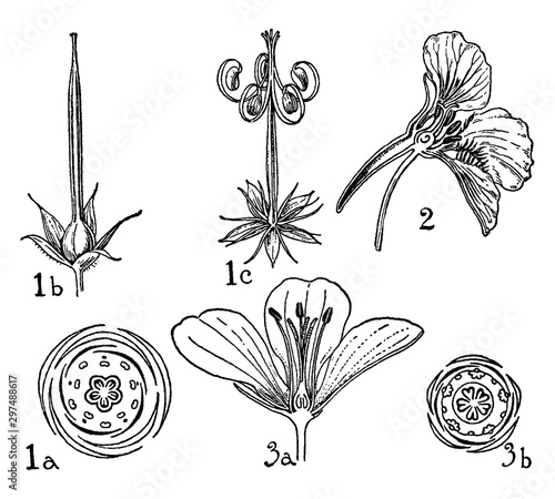 Orders of Geraniaceae, Tropaeolaceae, and Linaceae vintage illustration.