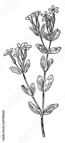 Centaurium pulchellum vintage illustration.