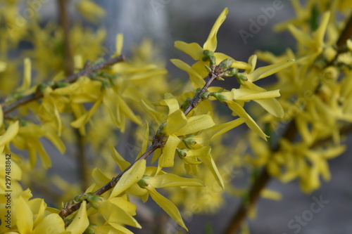 Yellow spring flower