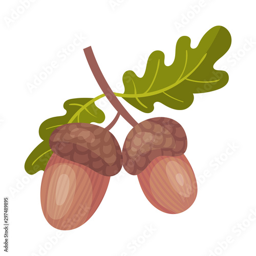 Branch with acorns. Vector illustration on a white background.