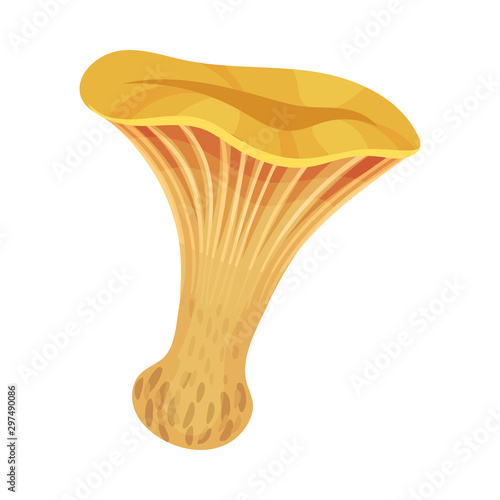 Chanterelle mushroom. Vector illustration on a white background.