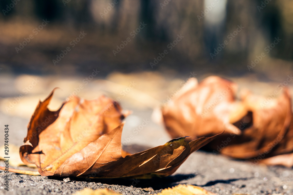 Dry yellow leaves on the sidewalk in autumn fall on a sunny day. Dry yellow leaves on the sidewalk in autumn fall on a sunny day.
