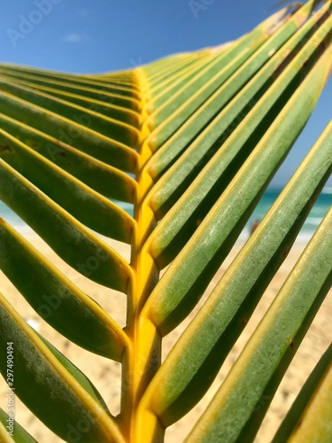 Tropical Palm Leafs
