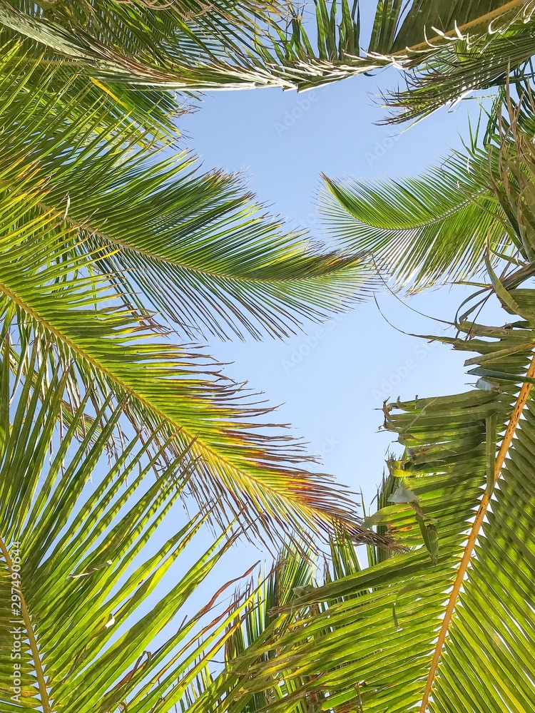 Fototapeta premium Tropical Palm Leafs