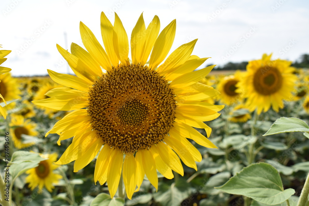 Sunflower