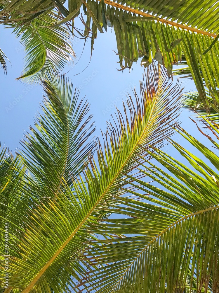 Fototapeta premium Tropical Palm Leafs