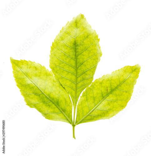 Green leaf from a tree is isolated on a white background