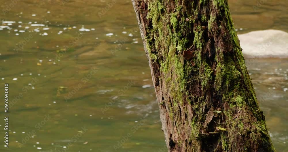 Wissahickon creek streams past a tree Wissahickon creek streams past a tree