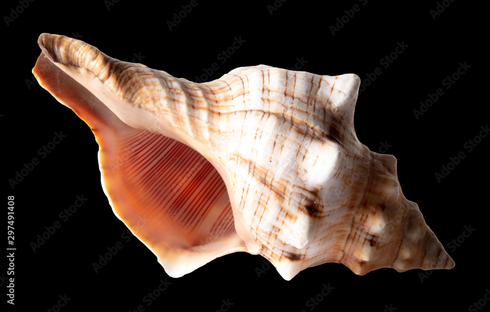 Sea shell isolated on a black background Sea shell isolated on a black background