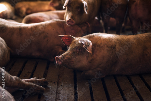 Shot of pig domestic animal in pig pen at cattle farm. Industry food meat and pork production.