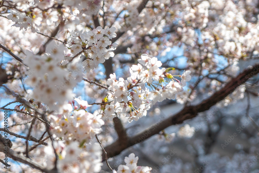 熱海の桜の花 熱海の桜の花