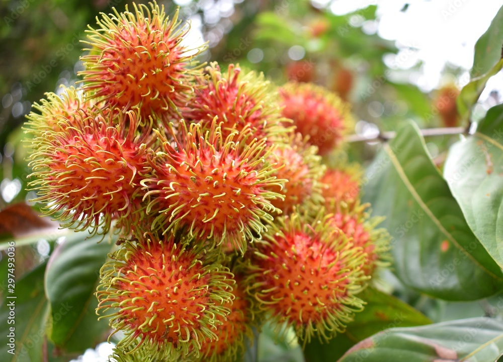 Rambutan ripe on the branches of rambutan trees Rambutan ripe on the branches of rambutan trees