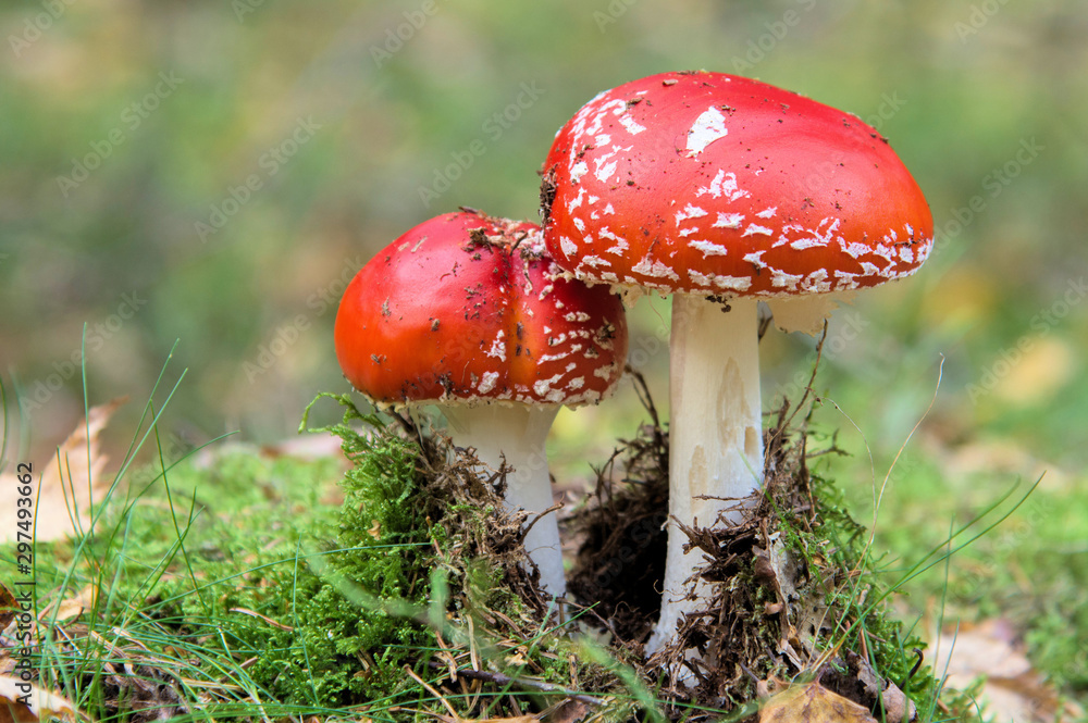 Fliegenpilze (Amanita muscaria), Erzgebirge, Wald, Sachsen, Deutschland, Europa