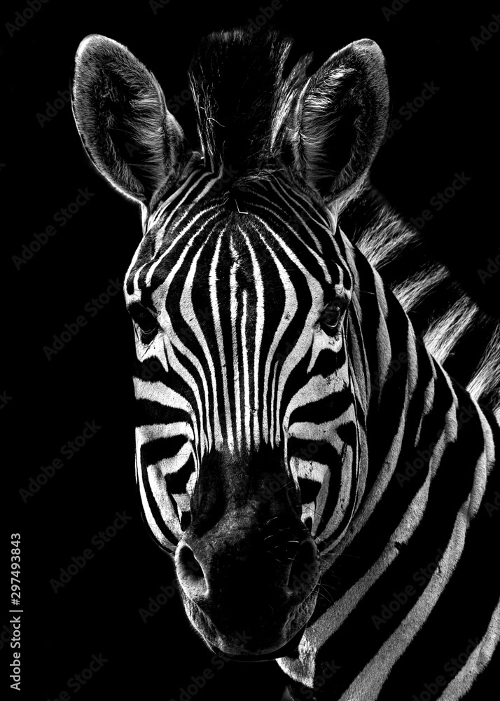 Black and White Zebra Portrait on a black background - obrazy, fototapety, plakaty 