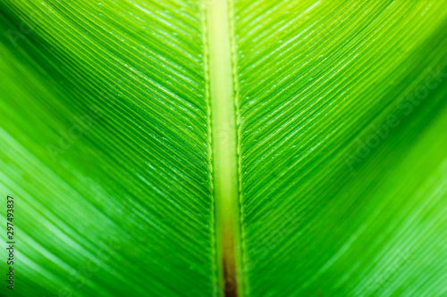 Close-up Green nature leaf landscape with copy spaces using as background and wallpapers  Nature green view of a leaf on greenery background in the garden.