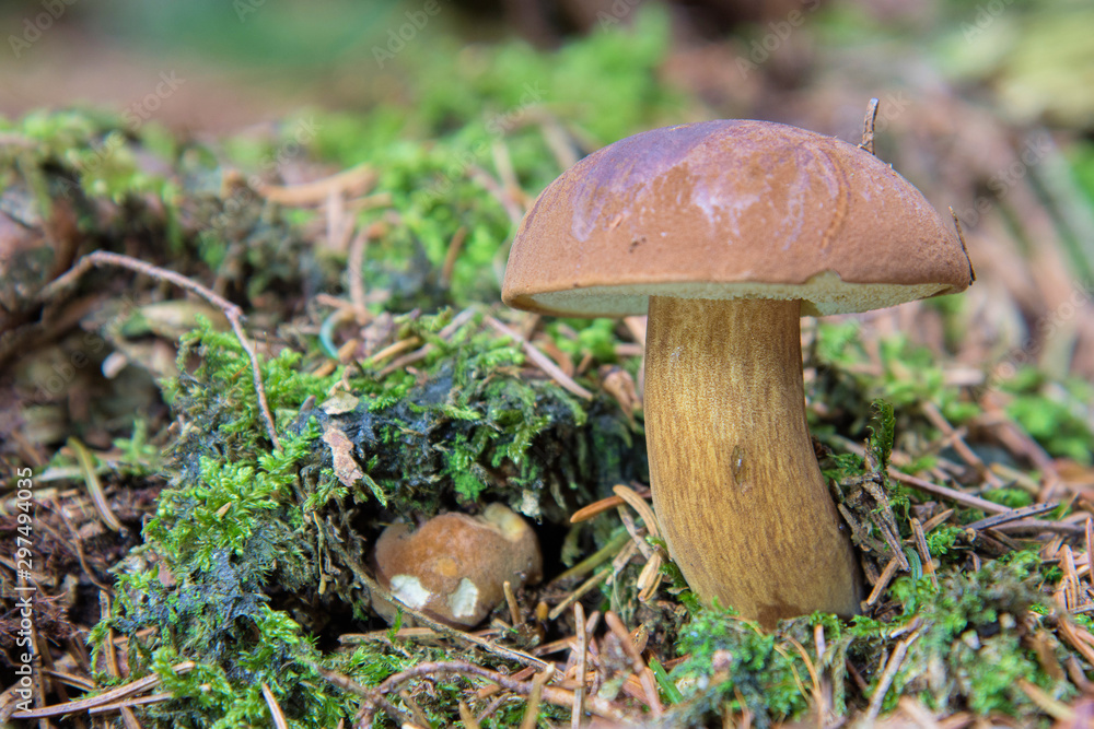 Maronenröhrling, Maronen-Röhrling, Braunkappe oder Marone (Boletus badius, Xerocomus badius), Erzgebirge, Sachsen, Deutschland, Europa Maronenröhrling, Maronen-Röhrling, Braunkappe oder Marone (Boletus badius, Xerocomus badius), Erzgebirge, Sachsen, Deutschland, Europa