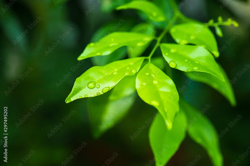 Close-up of water drop on green nature leaf landscape with copy spaces using as background and wallpapers, Nature green view of a leaf on greenery background in the garden Close-up of water drop on green nature leaf landscape with copy spaces using as background and wallpapers, Nature green view of a leaf on greenery background in the garden