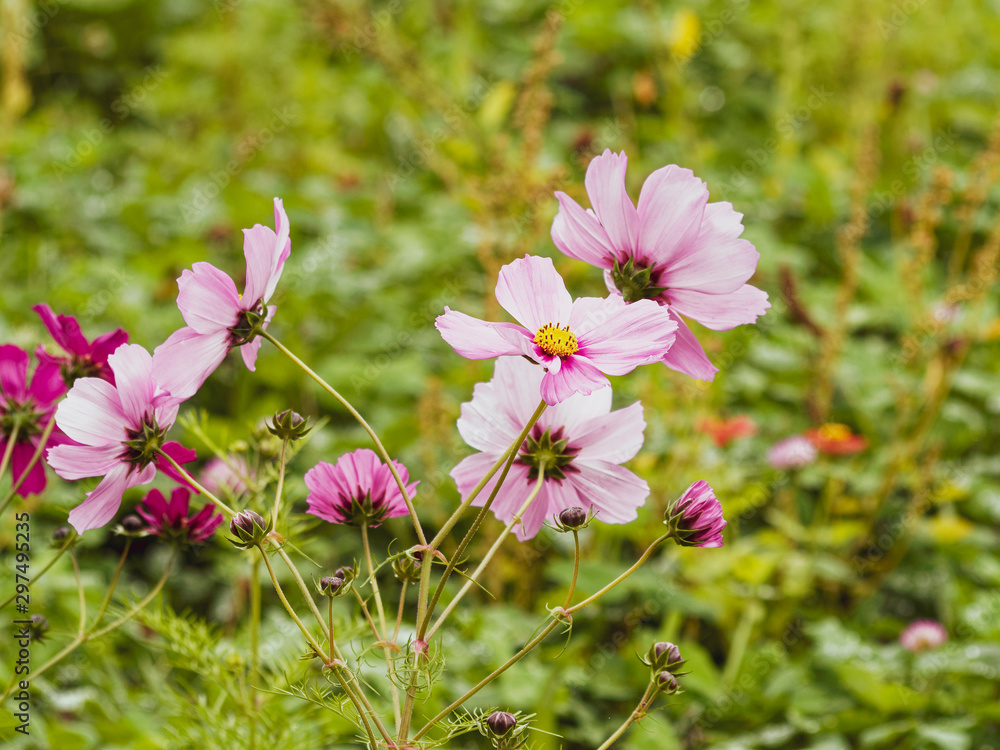 Cosmos bipinnatus - Cosmic beauty of garden cosmos or Mexican aster with pink blossom Cosmos bipinnatus - Cosmic beauty of garden cosmos or Mexican aster with pink blossom