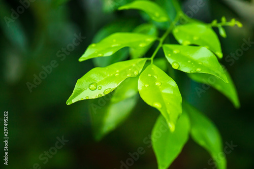 Close-up of water drop on green nature leaf landscape with copy spaces using as background and wallpapers, Nature green view of a leaf on greenery background in the garden