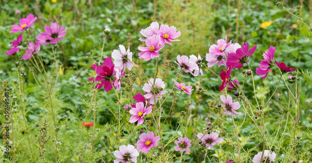 Naklejka premium A field filled with colorfull Mexican or garden cosmos flowers (Cosmos bipinnatus)
