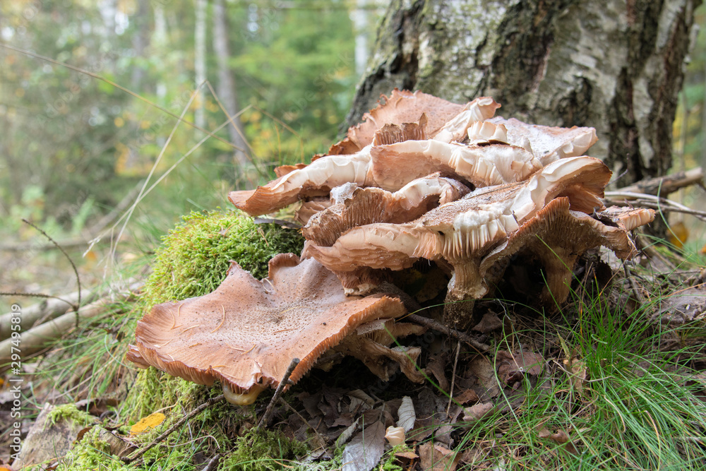 Gemeiner Hallimasch, Goldgelber Hallimasch, Honiggelber Hallimasch (Armillaria mellea), junge Pilze auf Baumwurzel wachsend Gemeiner Hallimasch, Goldgelber Hallimasch, Honiggelber Hallimasch (Armillaria mellea), junge Pilze auf Baumwurzel wachsend